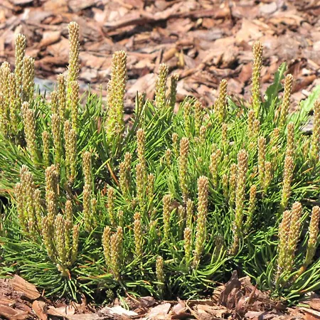 Motel-restauracja Ballaton