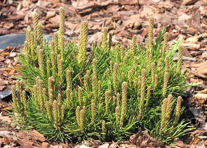 Motel-restauracja Ballaton